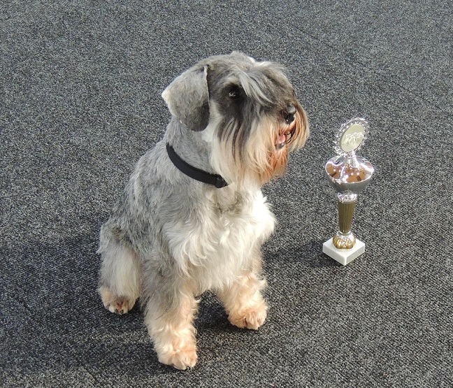 Pinscher Schnauzer Klub Ortsgruppe Hohenstaufen Fotogalerie